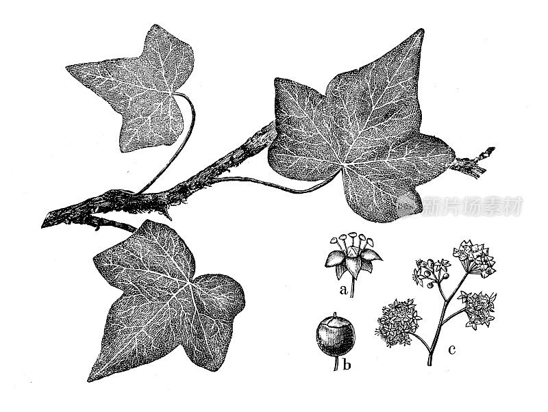 古董植物学插图:Hedera helix，常春藤